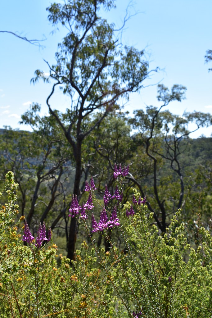Purple Australian wildflowers among bush